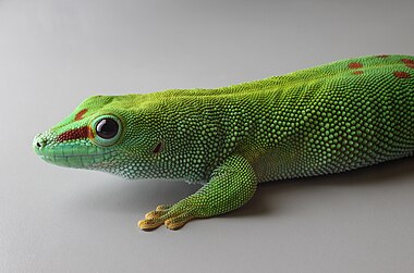 Phelsuma grandis