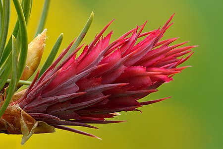 Douglas fir cone, by Iifar