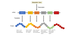 Figure 2. The transcription and translation product of betacellulin gene