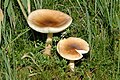 Amanita fulva