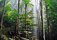 Image 15Old-growth European beech forest in Biogradska Gora National Park, Montenegro (from Old-growth forest)