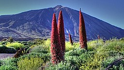 Blommande jättesnokört (Echium wildpretii) med vulkanen Teide i bakgrunden.