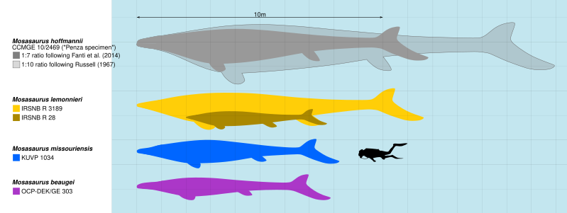 Interval de mides de Mosasaurus en comparació amb un humà