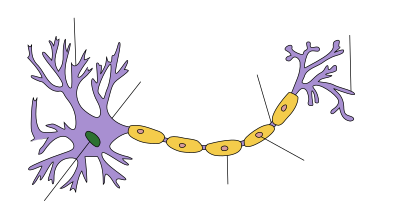 No fim de uma estrutura alongada está uma massa ramificada. No centro desta mass é o núcleo e os ramos são dendrites. Um axónio grosso pende da massa, terminando com mais ramificações que são etiquetadas como arborização terminal. Ao longo do axónio estão um número de protuberâncias etiquetadas como bainha de mielina.