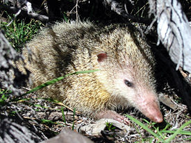 Hännätöntanrekki (Tenrec ecaudatus)