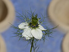 photo : Nigelle (fleur)