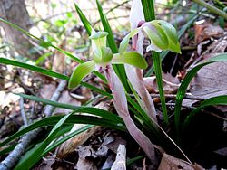 Cymbidium goeringii