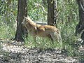 A dingo at Yengo National Park