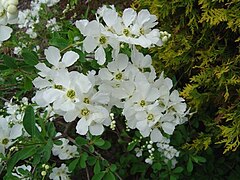 E. × macrantha 'The bride', flowers