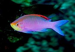 Pseudanthias tuka, grebenska riba iz Indijskog okeana