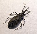 Triatominae - Rhodnius prolixus, un des vecteurs de la maladie de Chagas.