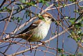 母鳥於印度喜馬偕爾邦Kullu至Manali區