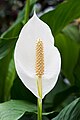 Spathiphyllum cochlearispathum