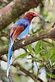 Sri Lanka blue magpie