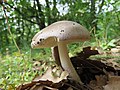 Amanita vaginata