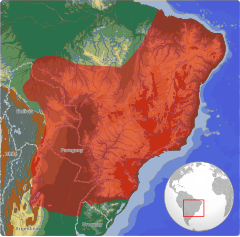 Em vermelho, a distribuição da espécie na América do Sul