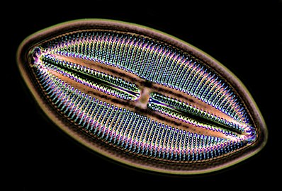 diatom