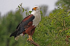 Kazinga Channel, Uganda