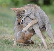 Canis latrans