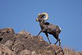 Bighorn sheep