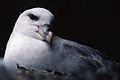 Northern fulmar, breeding on Bear Island