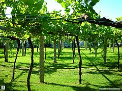 Viticulture en pergola en Espagne