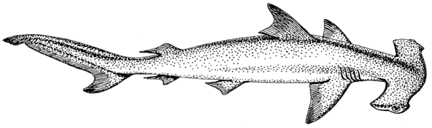 Pro žraloky je typická heterocerkní ocasní ploutev a dvě hřbetní ploutve.