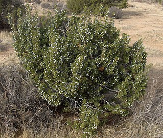 Shrub in Joshua Tree National Park, California