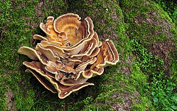 Polypore géant. (définition réelle 4 276 × 2 696)