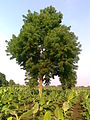 Neem tree in a banana farm in India