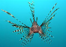 The ornate red lionfish as seen from a head-on view