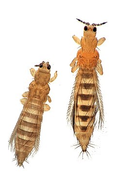 Слева Табачный трипс (Thrips tabaci) (справа Frankliniella occidentalis)