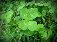 Four-leaf white clover (Trifolium repens)