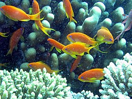 A Vörös-tenger élővilága