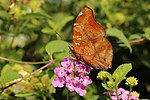 Autumn leaf butterfly Doleschallia bisaltide