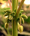 Fleurs mâles de Cannabis sp.