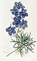 Delphinium grandiflorum (The Botanical Register 1820)