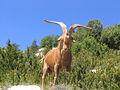 Kambing king kabundukan king babo ning Gorges du Verdon, Provence, Mauling Francia