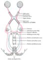 แผนผังแสดงการเชื่อมต่อหลักของเส้นประสาทตา (optic nerve) และลำเส้นใยประสาทตา (optic tract)