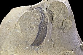 Image illustrative de l’article Site fossilifère de Chengjiang