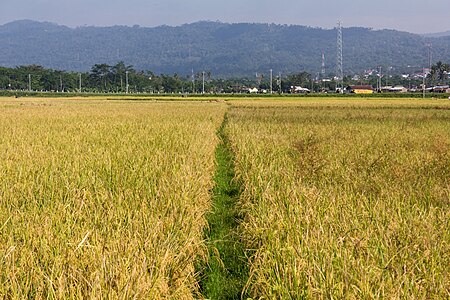 Path through a rice field