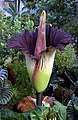 Titan arum (Amorphophallus titanum) மடல் பூங்கொத்து, United States Botanic Garden