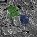 Image 32A late Silurian sporangium, artificially colored. Green: A spore tetrad. Blue: A spore bearing a trilete mark – the Y-shaped scar. The spores are about 30–35 μm across. (from Evolutionary history of plants)