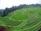 田植え後の棚田