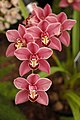 pl:Cymbidium