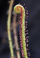 Drosera filiformis