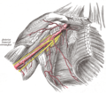 Arteria axilar e os súas ramas - Vista anterior do membro superior dereito e tórax.
