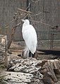 Чепура велика (Egretta alba)