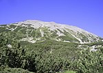 Träden på bilden tillhör underarten vanlig bergtall. Bergtall kan leva på höjder över 2600 m ö.h. Den högsta (dock trädlösa) bergstoppen på bilden är 2746 m. Bilden är tagen i Pirinbergen i Bulgarien.