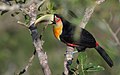 Tucano-de-bico-verde fotografada nos arredores da cidade. Ave comum nas matas da região.